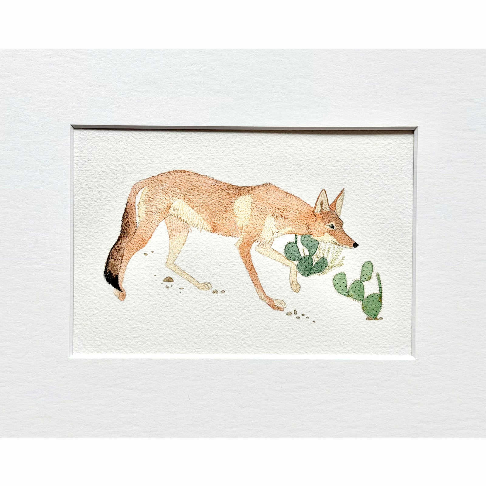 Coyote Patrol