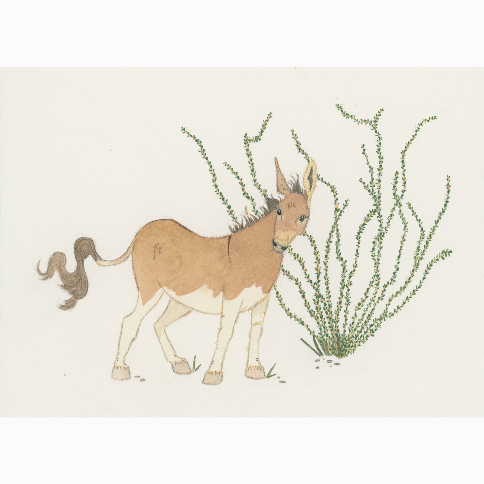 Terlingua Burro