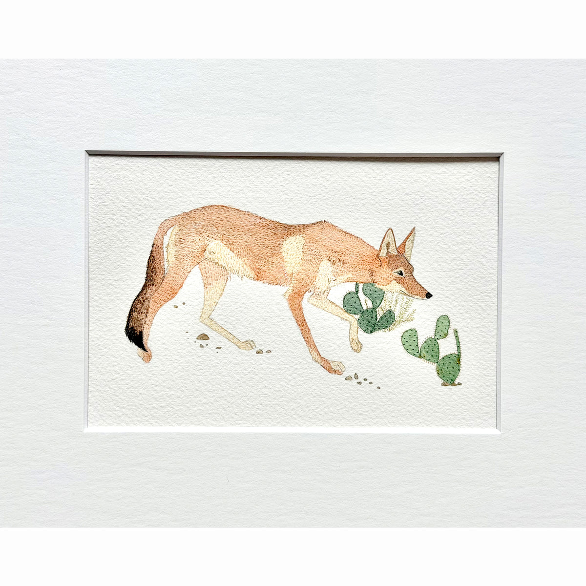 Coyote Patrol