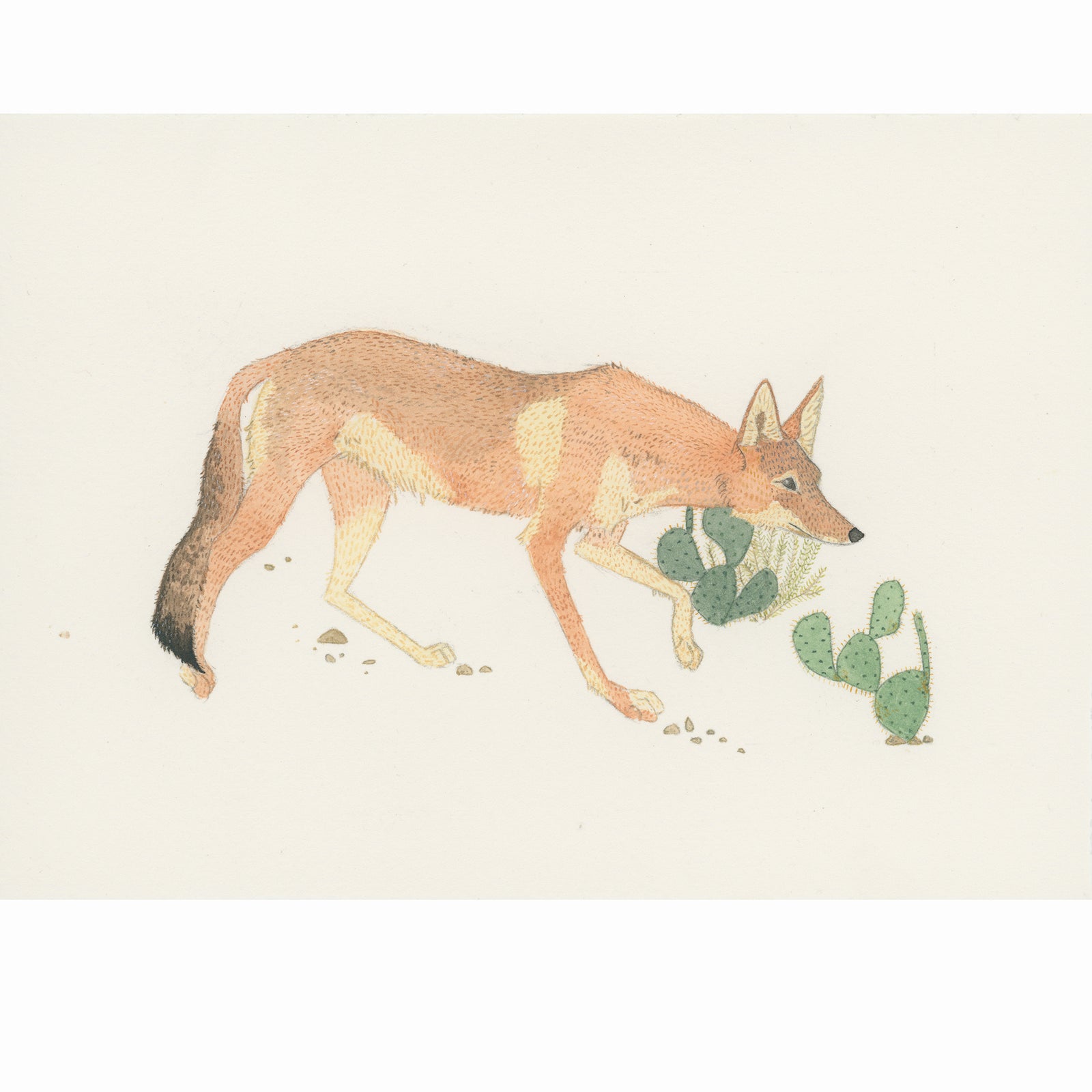 Coyote Patrol