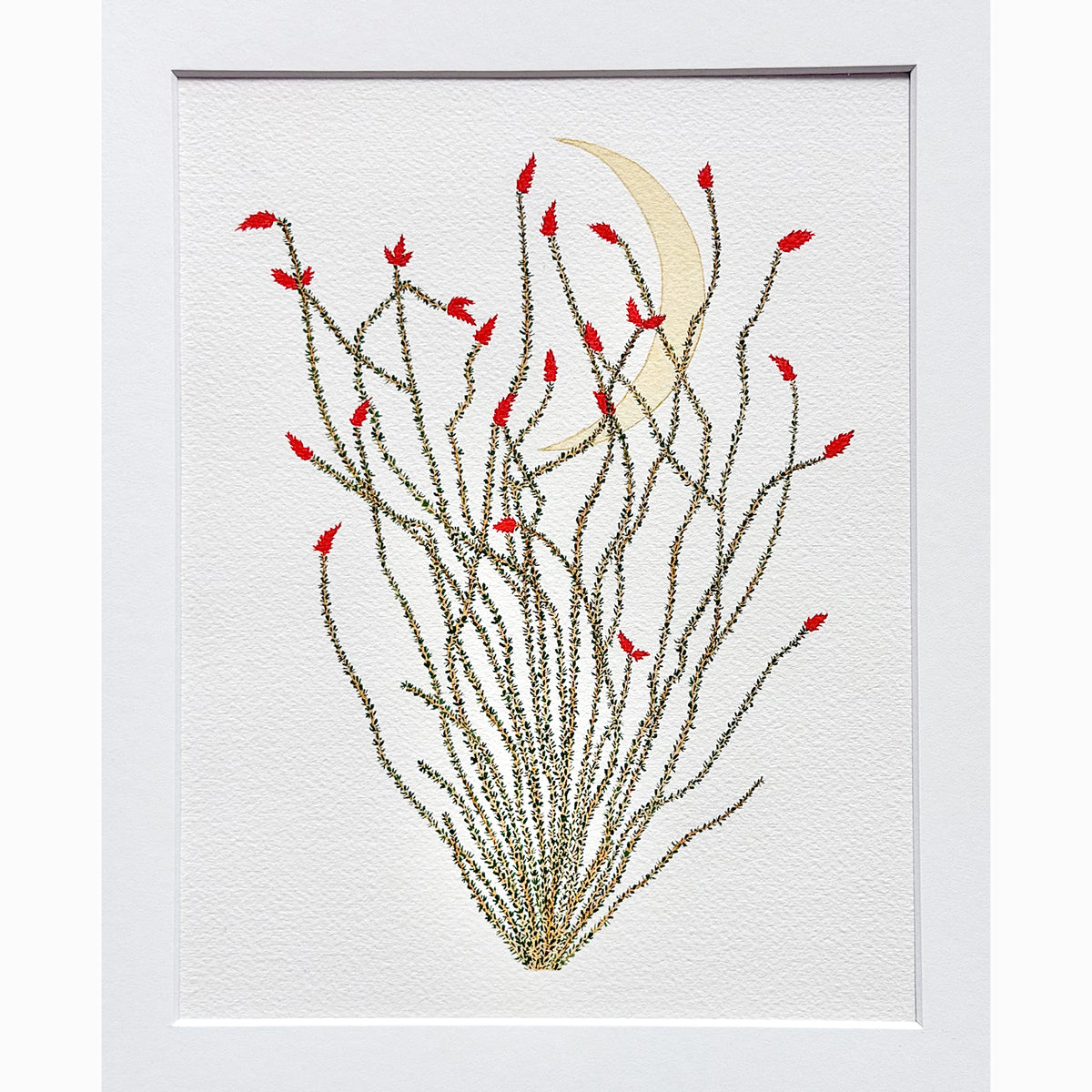 Midnight Ocotillo