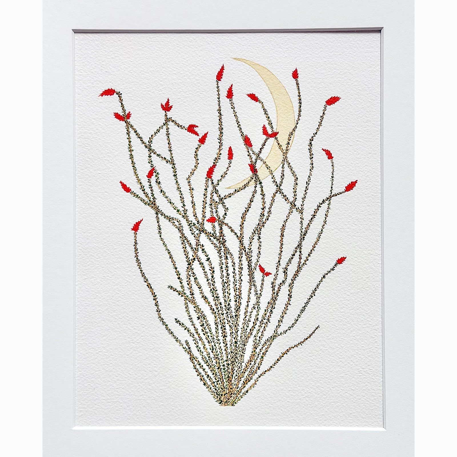Midnight Ocotillo Sally Van Horn