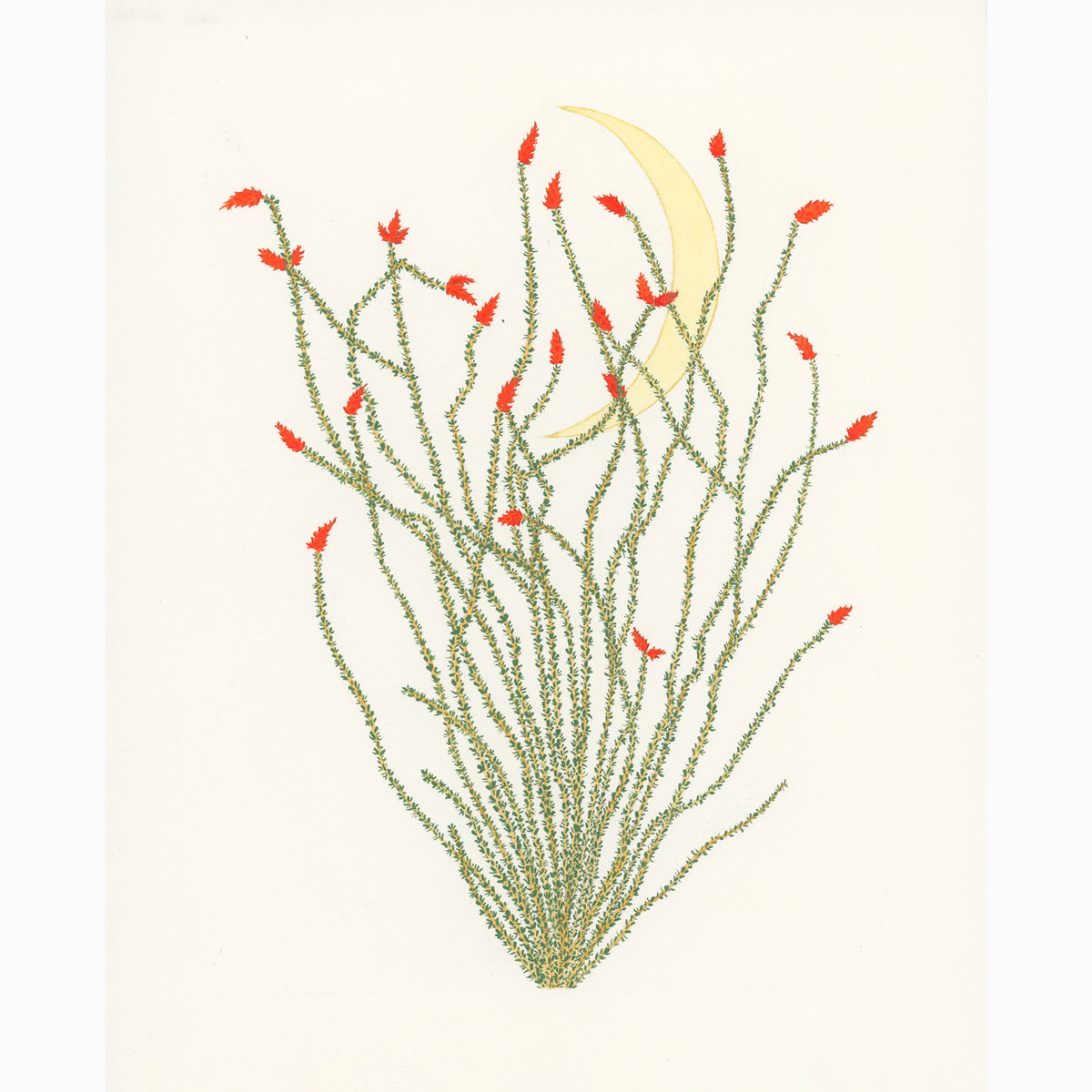 Midnight Ocotillo