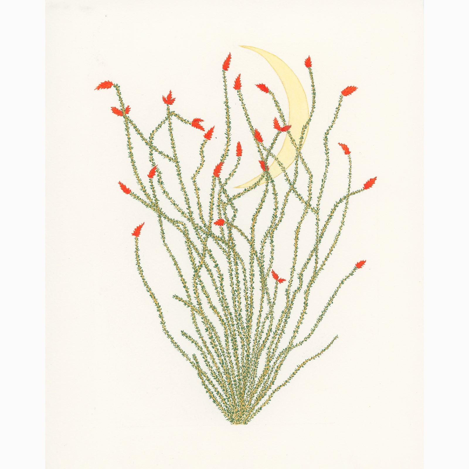 Midnight Ocotillo