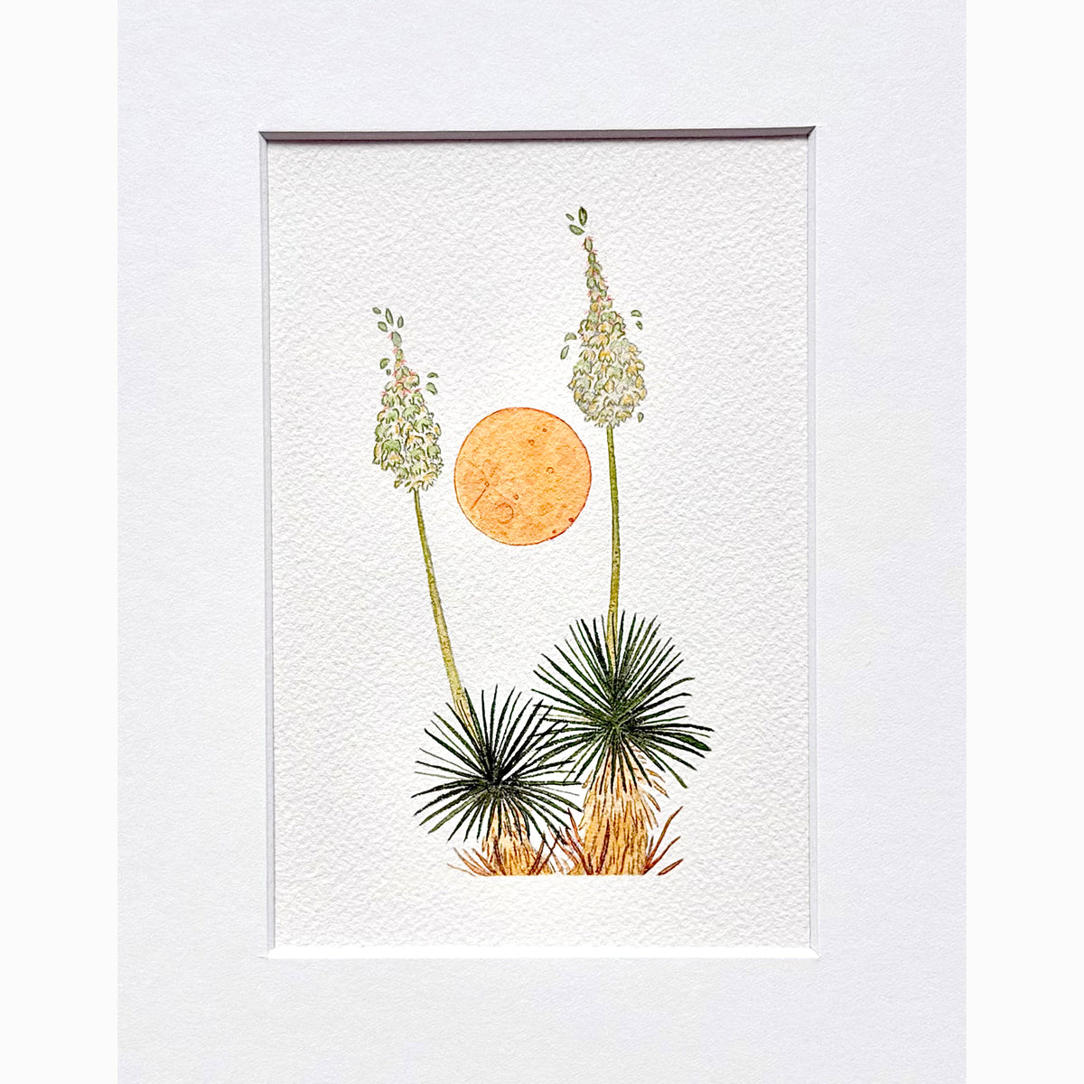 Moonlight Yuccas