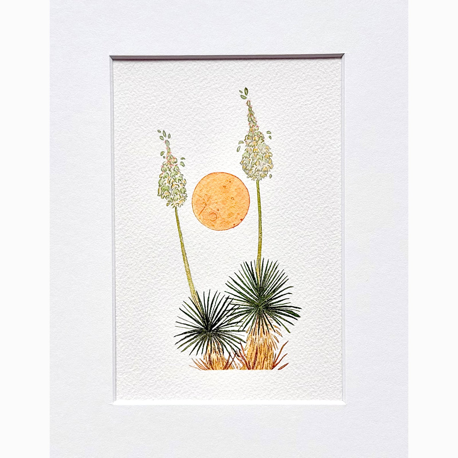 Moonlight Yuccas
