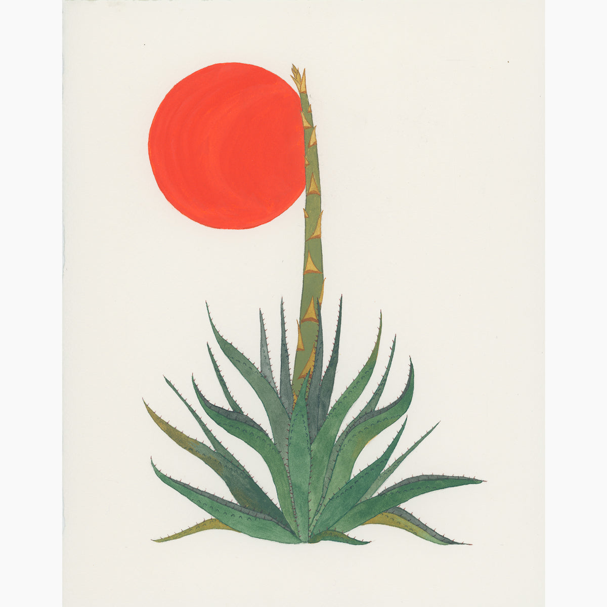 Sunset Agave